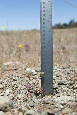 Hernandez spineflower in early flower, Clear Creek Management Area (San Benito Co.). Photo © June 7, 2013 Chris Winchell. Hernandez spineflower in early flower, Clear Creek Management Area (San Benito Co.). Photo © June 7, 2013 Chris Winchell.